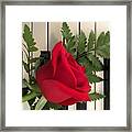 Rose And Keyboard Featured Framed Print