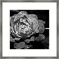Rose In Black And White Framed Print