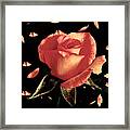 Rose Petals Framed Print
