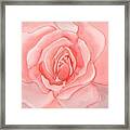 Rose Petals Framed Print