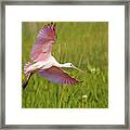 Roseata Spoonbill Framed Print