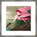 Roseate Spoonbill, Detail Framed Print