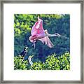 Roseate Spoonbill In Flight Framed Print