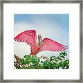 Roseate Spoonbills Landing Framed Print