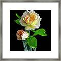 Roses Framed Print