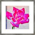 Roses Framed Print