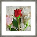 Roses On Lace Ap Framed Print