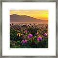 Roses Valley Framed Print