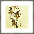 Rothschild Orchid Framed Print