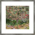 Rowan Tree, Bilberries And Heather Framed Print
