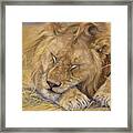 Royal Nap Framed Print