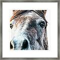 Ruairi - Horse Art Framed Print