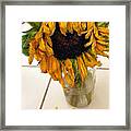 Rubino Brand Sunflower Sad Droop Bouquet Framed Print