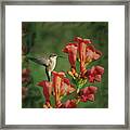 Ruby-throated Hummingbird Amongst Trumpet Vine Framed Print