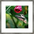 Ruby-throated Hummingbird With Redvein Abutilon. Framed Print