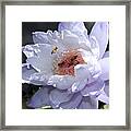 Ruffled Water Lily Framed Print