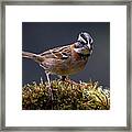 Rufous-collared Sparrow Framed Print
