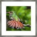 Rufous Tailed Hummingbird Hacienda Guadalajara Palmira Colombia Framed Print