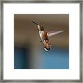Rufus Hummingbird 2 Framed Print