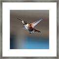 Rufus Hummingbird Framed Print
