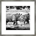 Running Rhinos, South Africa Framed Print