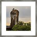 Sacred Messenger Framed Print