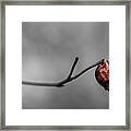 Sad Rosehip Framed Print