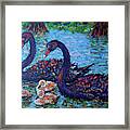 Safeguarding Black Swans Framed Print