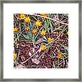 Saffron Crocuses Framed Print