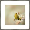 Saffron Finch Framed Print