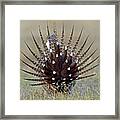 Sage-grouse Tail Fan Framed Print