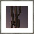 Saguaro 2 Framed Print