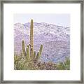 Saguaro And Mountains Framed Print