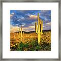 Saguaro Cacti At Sunset Framed Print