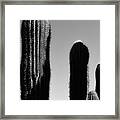 Saguaro Stand Silhouette Bw Framed Print