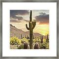Saguaro Sunset Framed Print