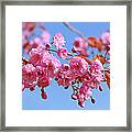 Sakura In A Blue Sky Framed Print