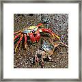 Sally Lightfoot Crab, Grapsus Grapsus, Floreana Island, Galapagos Islands, Ecuador Framed Print