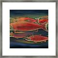 Salmon And Fly Framed Print