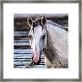 Salt River Wild Horse Rascal Framed Print