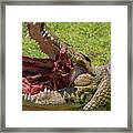 Saltwater Crocodile Eating Framed Print