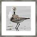 Sand Piper Framed Print