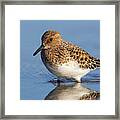 Sanderling Framed Print