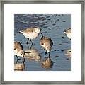 Sanderlings Birds Framed Print