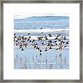 Sanderlings Framed Print