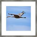Sandhill Crane Flying By Framed Print