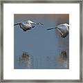 Sandhill Crane Returning Framed Print