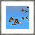 Sandhill Cranes In Flight Framed Print