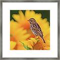 Savanna Sparrow In A Sunflower Field Framed Print