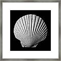 Scallop  Seashell Framed Print